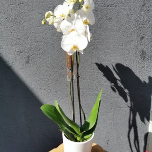 Orchidée Blanc avec cache pot céramique