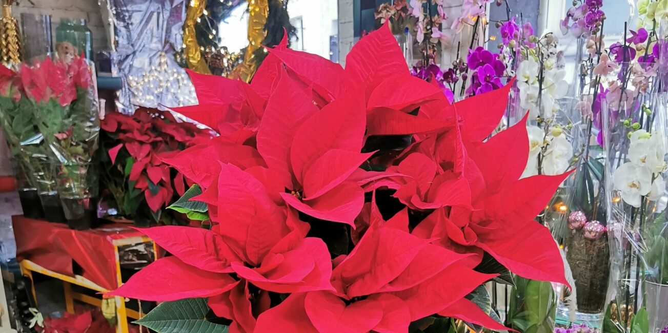 poinsettia extra