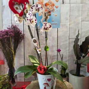 Orchidée 3 hampes avec cache-pot Maman