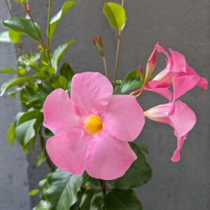 Dipladenia rose avec cache pot