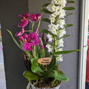 Coupe d'orchidées Fête des Mères