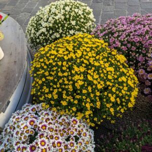 Chrysanthème petites fleurs pomponette