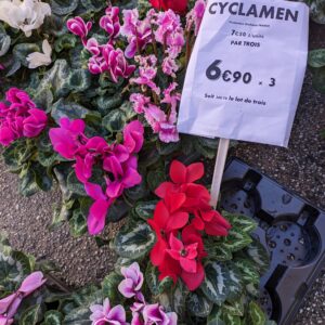 offre speciale de 3 CYCLAMENS