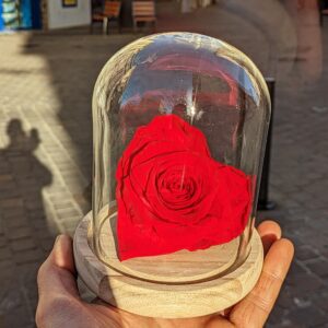 Grande rose éternelle cœur sous cloche