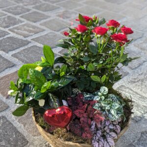 panier de plantes st valentin avec rosier rouge
