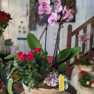 panier de plantes st valentin avec orchidée