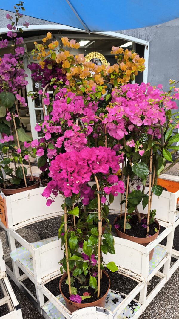MAGNIFIQUE BOUGAINVILLIER de production Catalane ! taille XL – Image 8