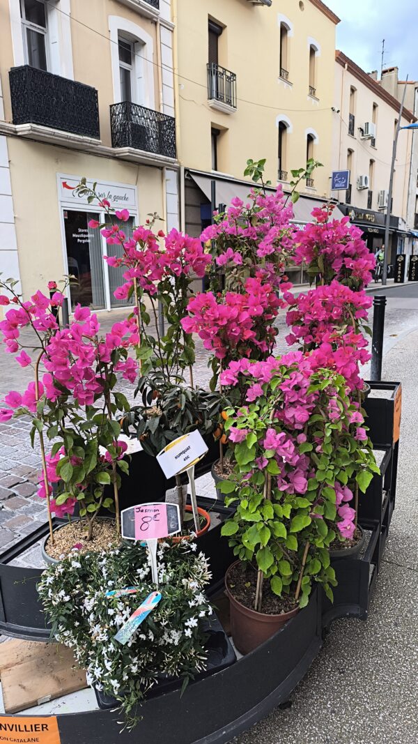 MAGNIFIQUE BOUGAINVILLIER de production Catalane ! taille XL – Image 11