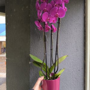 Orchidée Phalaenopsis fushia 3 hampes avec cache pot