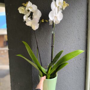 Orchidée Phalaenopsis blanc 2 hampes avec cache pot
