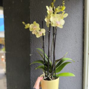 Orchidée Phalaenopsis 4 hampes avec cache pot