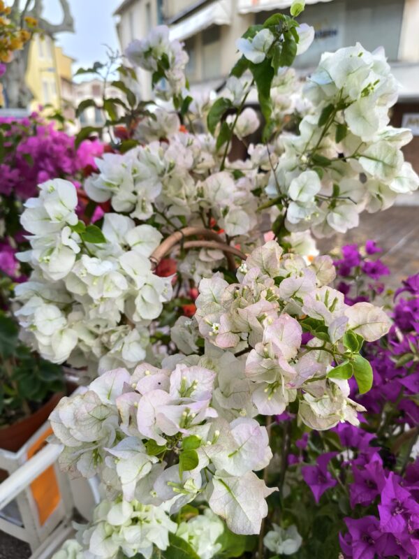 MAGNIFIQUE BOUGAINVILLIER de production Catalane ! taille XL – Image 2