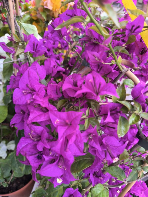MAGNIFIQUE BOUGAINVILLIER de production Catalane ! taille XL – Image 3