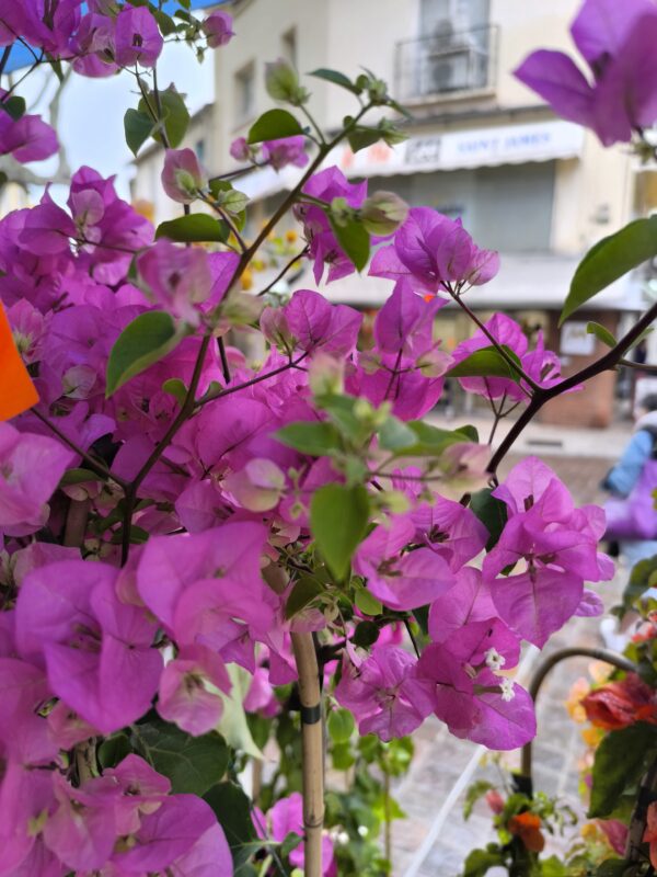 MAGNIFIQUE BOUGAINVILLIER de production Catalane ! taille XL – Image 4