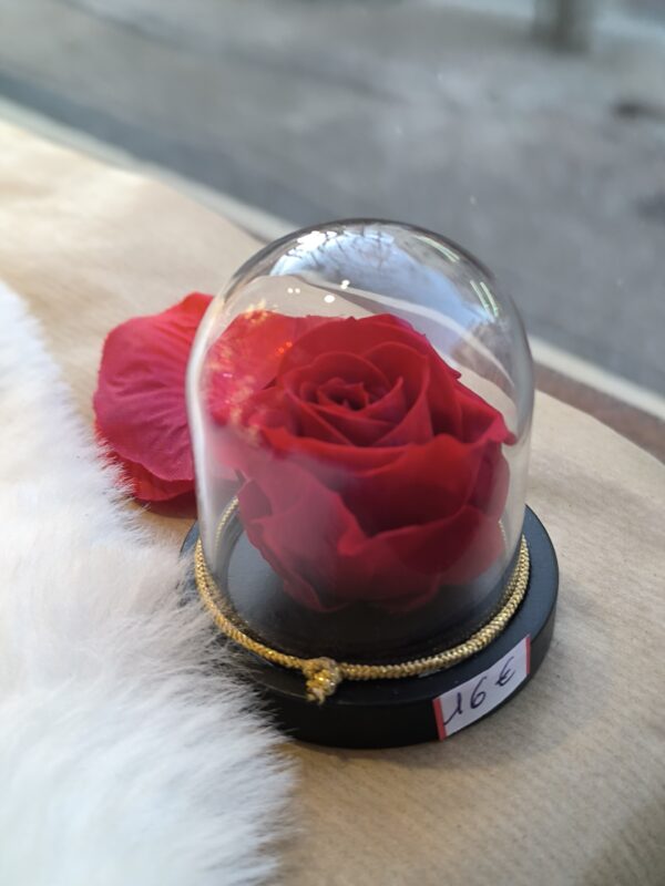 Petite rose éternelle sous cloche (disponible seulement avec retait en boutique)