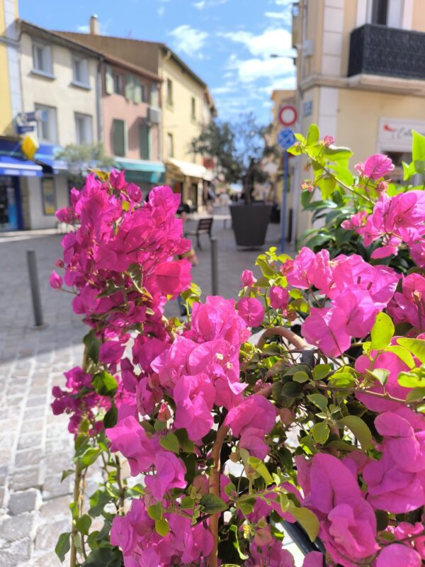MAGNIFIQUE BOUGAINVILLIER de production Catalane ! taille XL – Image 9