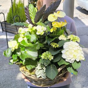 Panier de plantes XL