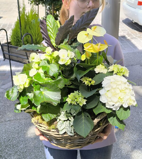 Panier de plantes XL
