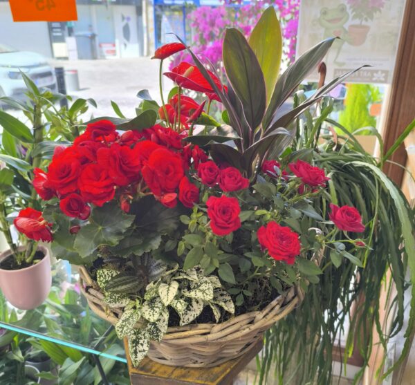 Panier de plantes XL – Image 2