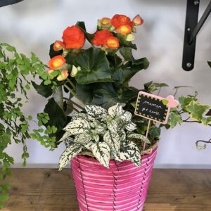 Panier de plantes L
