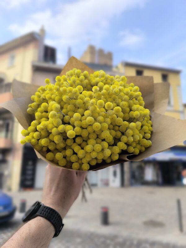 Bouquet d'immortelles des Pyrénées Orientales – Image 3