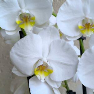 livrer une orchidée phalaenopsis blanche avec Art Floral à Argelès sur mer, Saint André, Palau del vidre, Laroque des Albères ou Saint Genis des Fontaines