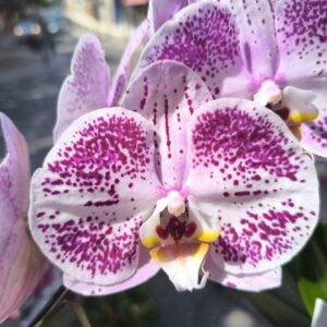 Orchidée de couleur exceptionnelle 2 hampes