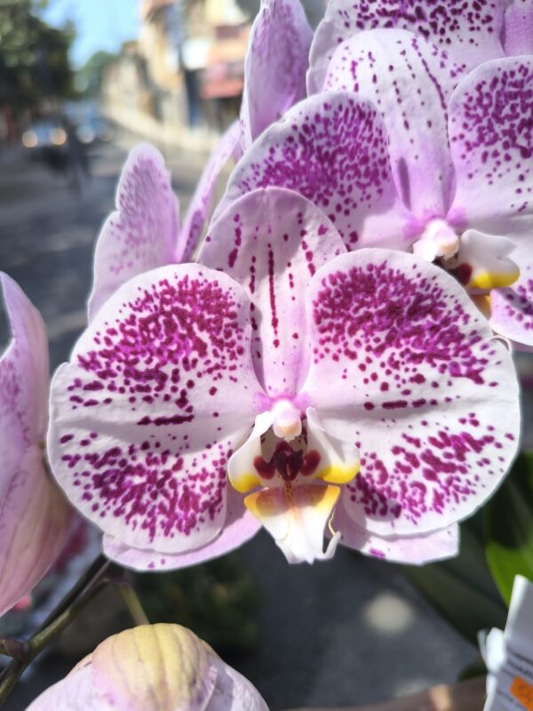 Orchidée de couleur exceptionnelle 2 hampes