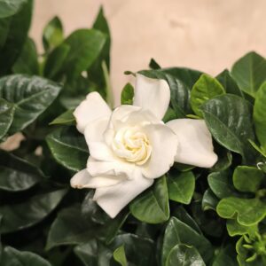 Gardenia, la "fleur parfumée du milliardaire"