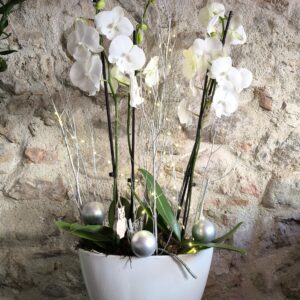 Double Orchidées avec décor de Noël et lumière