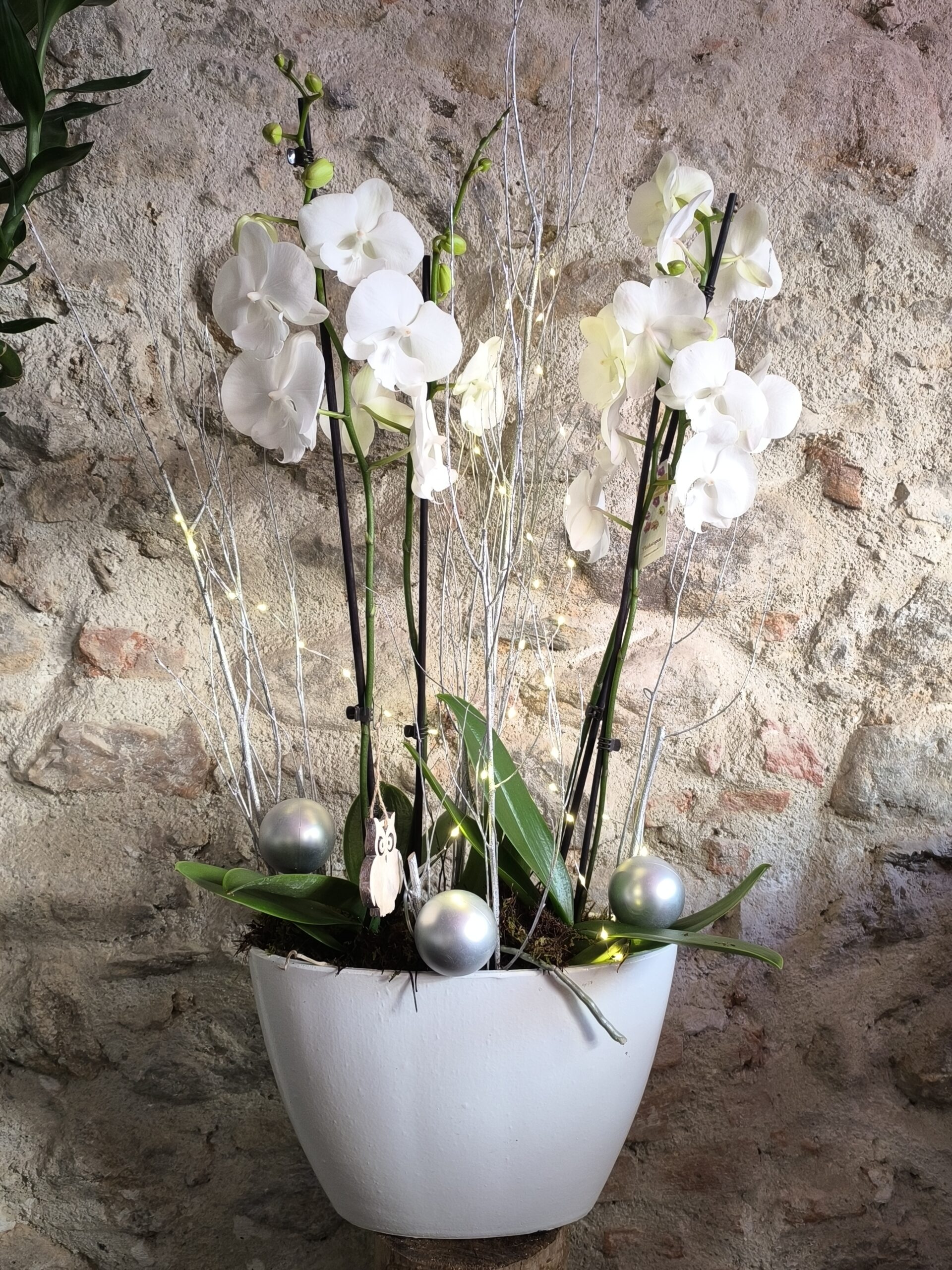 Double Orchidées avec décor de Noël et lumière