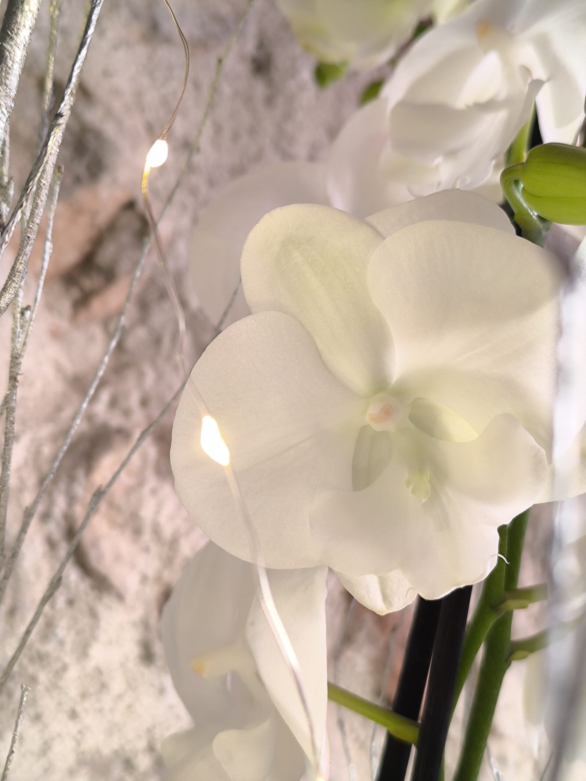 Double Orchidées avec décor de Noël et lumière – Image 2