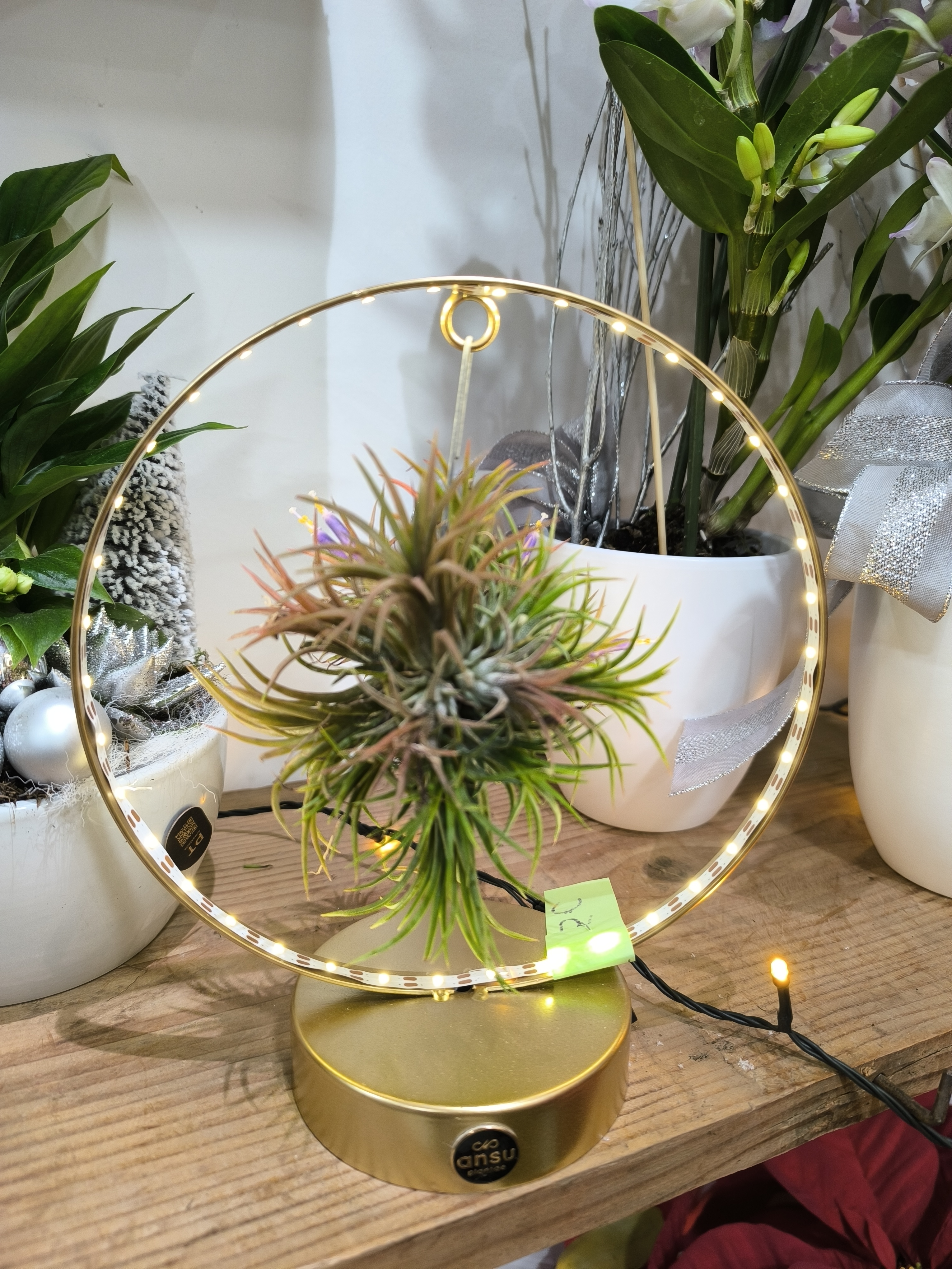 Tillandsia de Noël et lumière