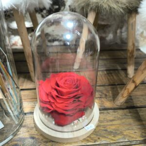 Rose éternelle XL sous cloche