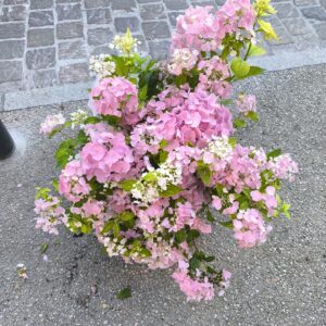 Hortensia "guirlande" XL blanc ou rose