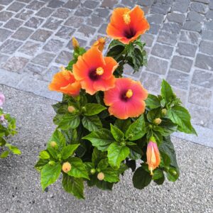 Grand HIBISCUS jaune ou orange (production catalane)