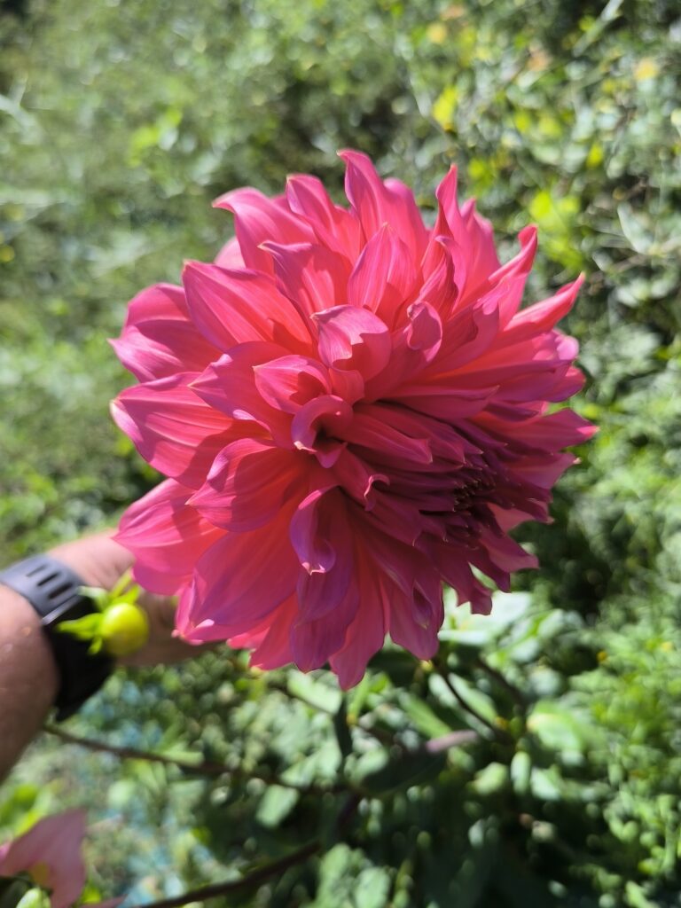 dahlia de production locale argelès palau del vidre
